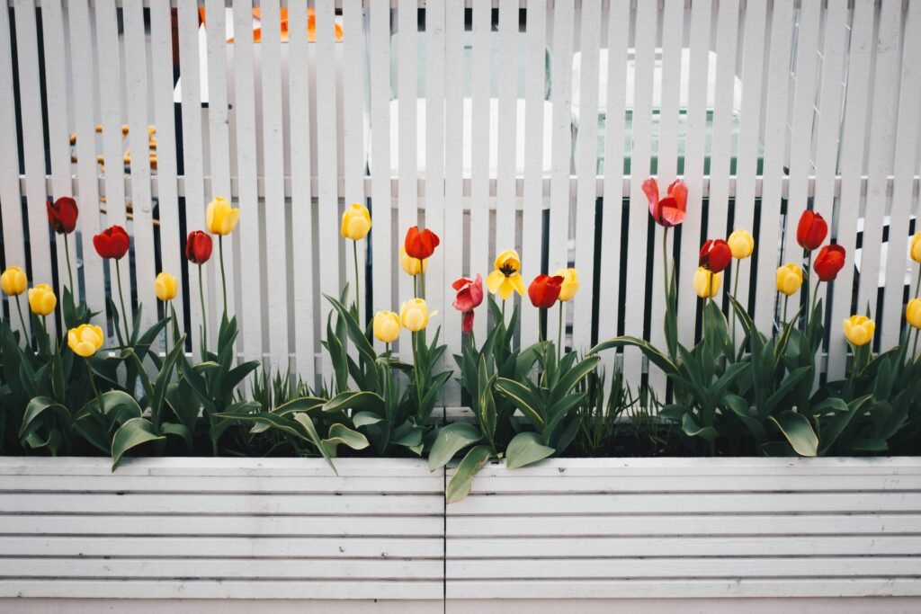 pexels-photo-701758-701758 Red and yellow tulips bloom vibrantly against a white picket fence, capturing the essence of spring.